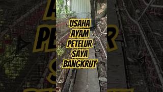 Download lagu Bangkrut, Kandang Ayam Petelur Terlantar #shorts #ayam mp3