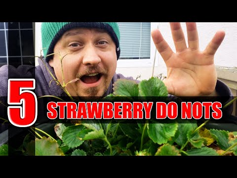 5 Winter Strawberry Do Nots - Garden Quickie Episode 28