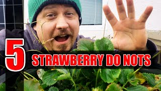 5 Winter Strawberry Do Nots - Garden Quickie Episode 28