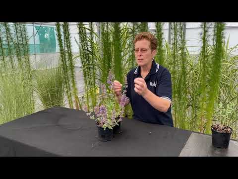 Rosy Hardy Presents: Nepeta grandiflora 'Summer Magic' PBR