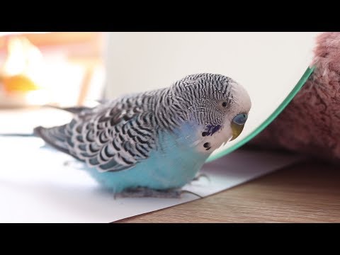 3 Hour Budgie sounds | Cookie and his Mirror singing