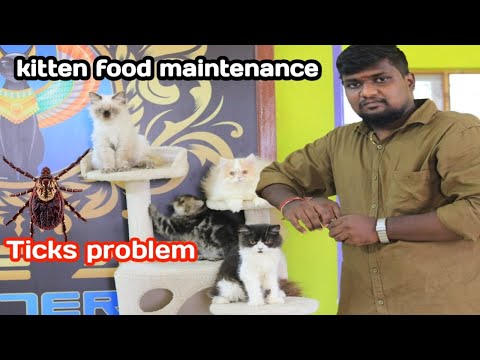 Kitten Maintenance/ Kitten Food Habits / Tick Problem foe cats #Persian cat