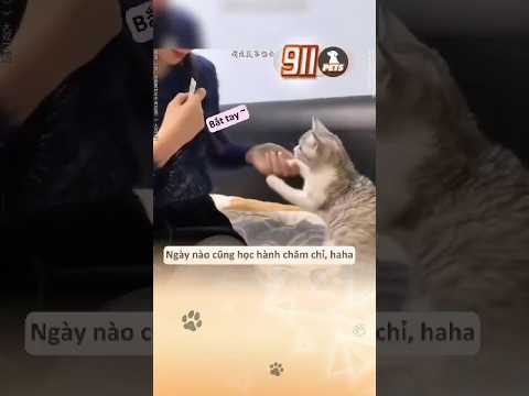 Mèo con và cô chủ có kí hiệu riêng 😚