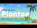 Memahami Tumbuhan Spermatophyta: Gymnospermae dan Angiospermae
