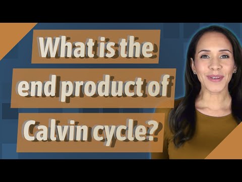 What is the end product of Calvin cycle?