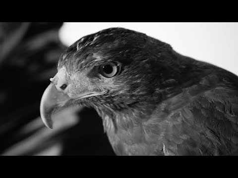 Puritano - Plenilunia [prod. Dr. Cream, The Eve]