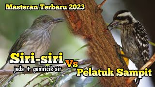 Download lagu Siri-Siri kecil Vs Pelatuk Sampit mp3 Download lagu Siri-Siri kecil Vs Pelatuk Sampit mp3