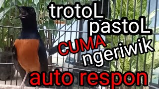 Download lagu PANCINGAN MURAI TROTOL PASTOL SUPAYA CEPAT NGEPLONG √√ pancingan ampuh murai batu mp3 Download lagu PANCINGAN MURAI TROTOL PASTOL SUPAYA CEPAT NGEPLONG √√ pancingan ampuh murai batu mp3