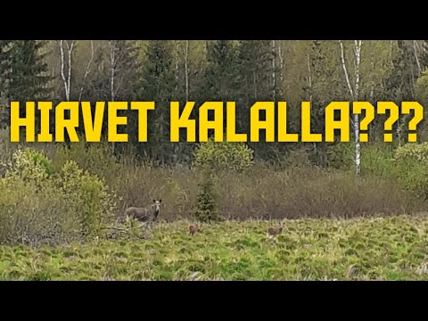 Kalassa Jarkon kanssa, Raudna Jõgi virossa (ENG SUB)