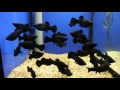 Black Molly Tropical Fish