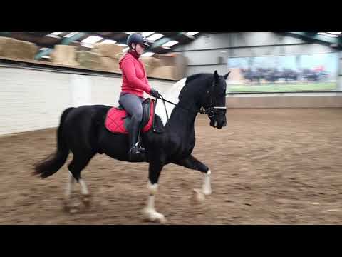 Stal Okkema's Farga - Knedo XX18 x Fries - gelding - 2015 - 1.64m