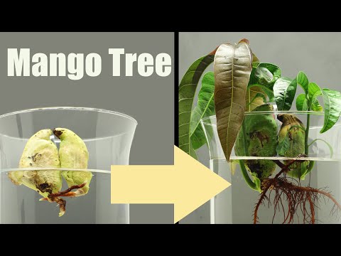 🥭 Mango Tree from Seed in Water ( 30 Days Time Lapse )