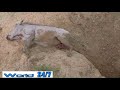 Surprise Warthog In The Hole Eastern Cape South Africa Winterberg Safaris New
