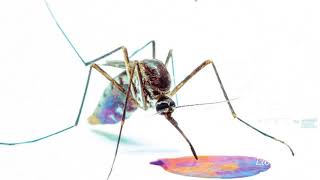 Cane Hill - 10 Cents (Audio)