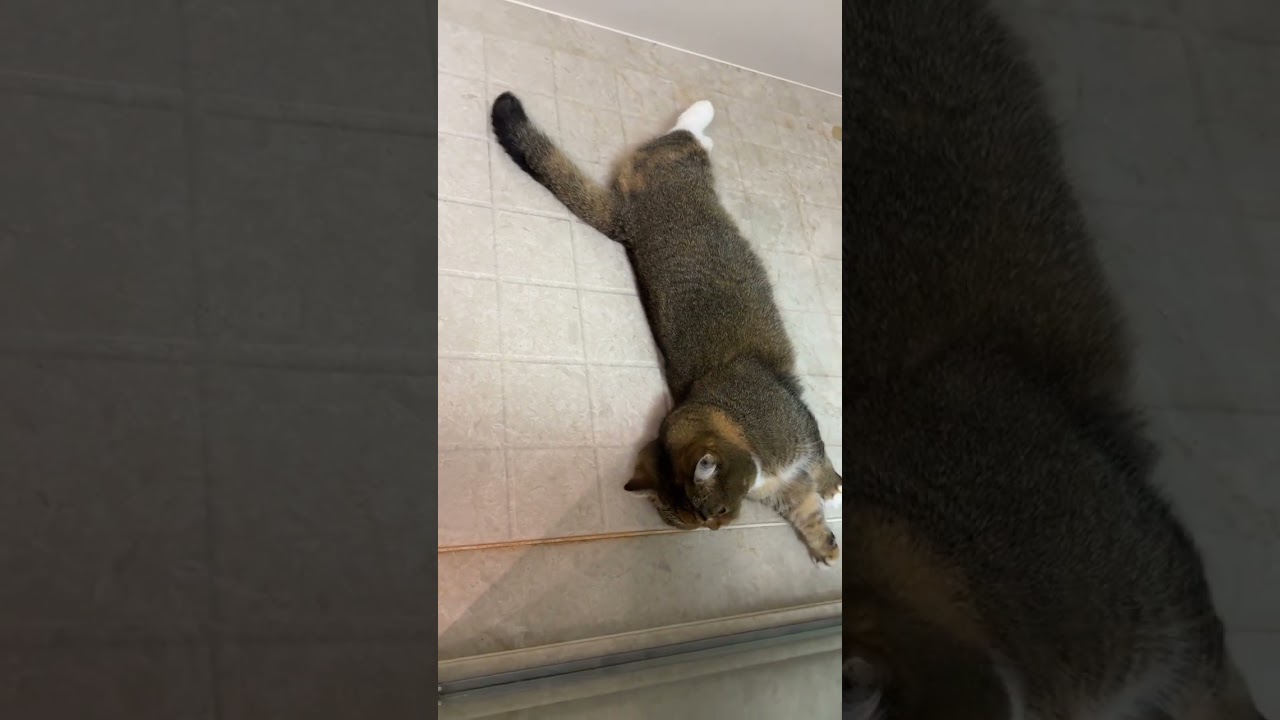 #gatos #gatosdoinstagram #frangobanana #gatogram #amantesdegatos #labubu #catlover