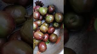 Download lagu sineguelas #sineguelas #fruit #fruits #spanishplum #plum #food #foodie #yummy #yummyfood mp3 Download lagu sineguelas #sineguelas #fruit #fruits #spanishplum #plum #food #foodie #yummy #yummyfood mp3