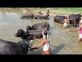 Animals Buffalo Videos, Amazing Buffaloes Bath In Village Pond Water