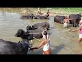 Animals Buffalo Videos Amazing Buffaloes Bath In Village Pond Water