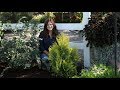 Planting A Fluffy Arborvitae Garden Answer