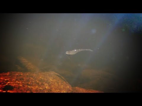 StreakZ 3.75 on a Dropshot