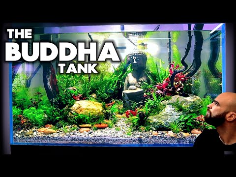 Building The BUDDHA Tank (part 2) Planting | MD Fish Tanks