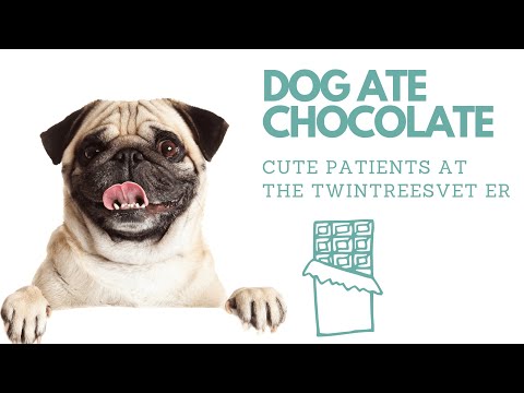 Help! My Dog Ate Chocolate!