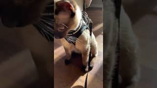 rabbitgoo Arnes Gato Antiescape, Opción interesante si tu mascota nunca ha llevado otro tipo de arné