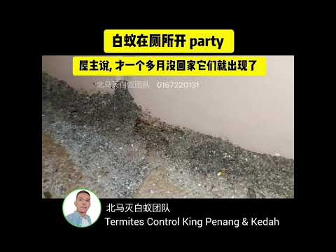 白蚁在厕所开派对
