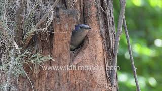 Download lagu Burung magpie-robin oriental betina sedang menjaga lubang pohon. mp3 Download lagu Burung magpie-robin oriental betina sedang menjaga lubang pohon. mp3