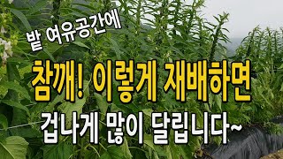 밭두렁 참깨 들깨 이렇게 재배하면 병충해없이 겁나게 많이 수확할수 있어요. 참깨재배법