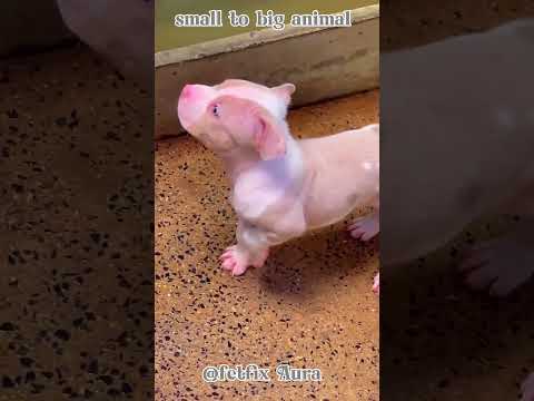 small to big animal #pitbull Evolution#new #shorts #video ☠️☠️💀💀