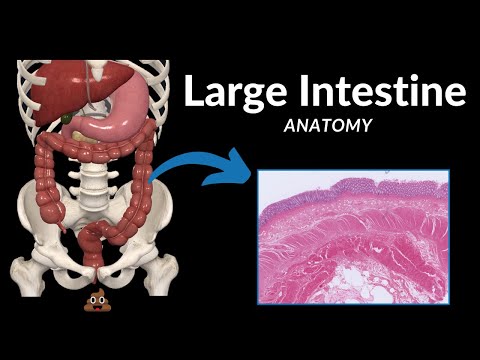 Large Intestine Anatomy (Parts, Topography, Layers)