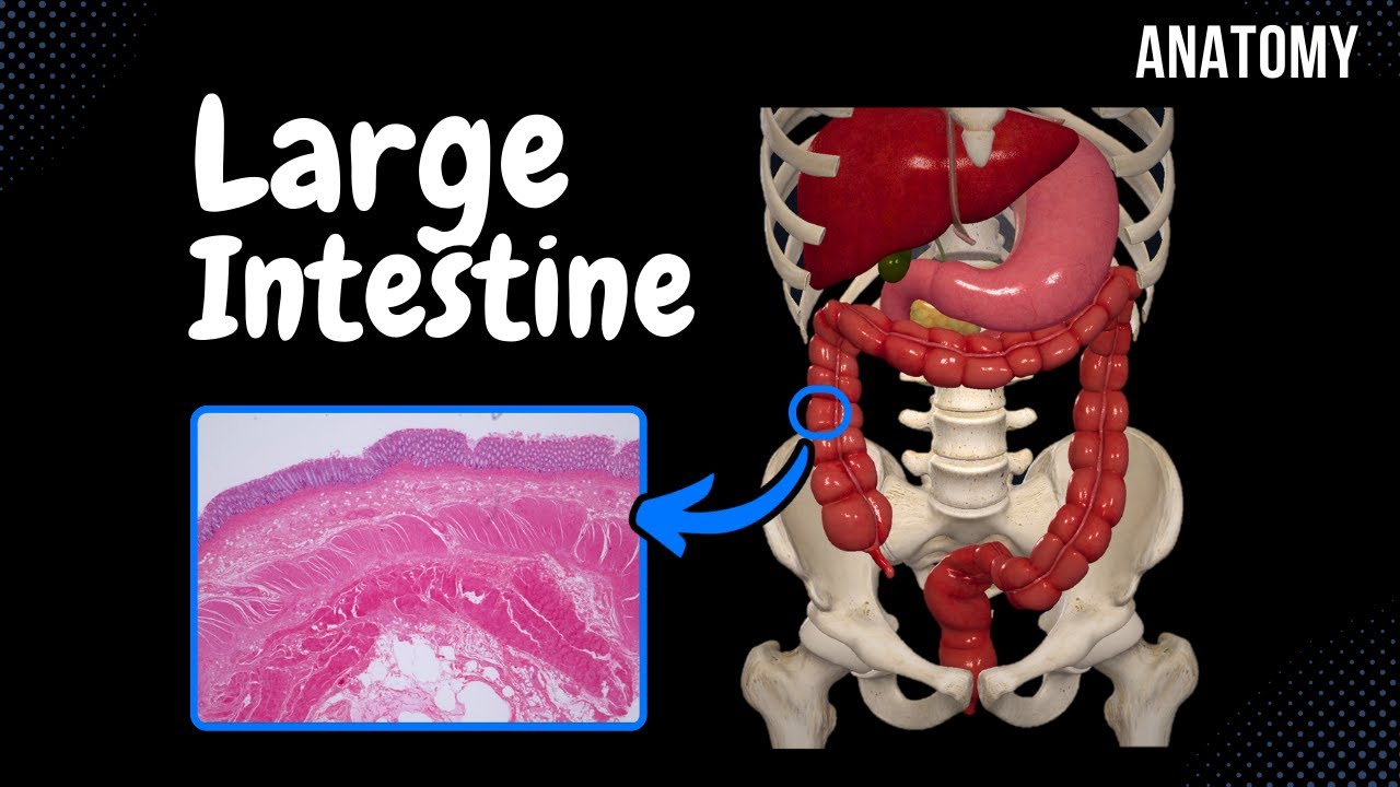 Large Intestine Anatomy (Parts, Topography, Layers)
