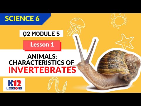 Science 6 Quarter 2 Module 5 - Characteristics of Invertebrates