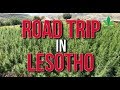 Road Trip In Lesotho: Africa's First Legal Cannabis Cultivation | Cannabis News Network