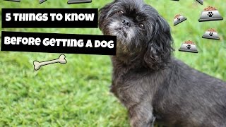 5 THINGS TO KNOW BEFORE GETTING A DOG