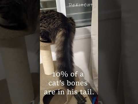 10% of a cat’s bones are in his tail.