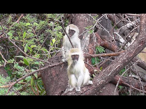 SOUTH AFRICA Vervet  Monkey (Kruger and Marakele national park)
