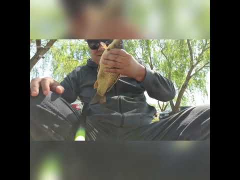 Ciortani la undita.Balta Schela Galati