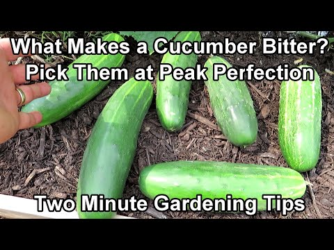 , title : 'When & How to Pick Cucumbers and What Makes A Cucumber Bitter: Two Minute TRG Tips'