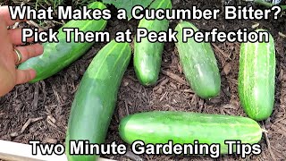 When & How to Pick Cucumbers and What Makes A Cucumber Bitter: Two Minute TRG Tips