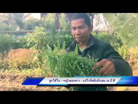 พฤติกรรมของสาวตื่นเต้น ลดลงที่น่าตื่นเต้น ค้อนของ ธ อร์