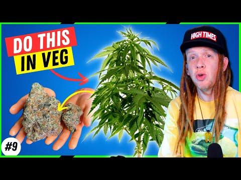 Veg Tips For MASSIVE Buds (Weeks 3-4)