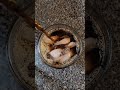ASMR ️ Pouring Starbucks Ice Cold Coffee Very Satisfying Shorts Short Viral Trending Asmr