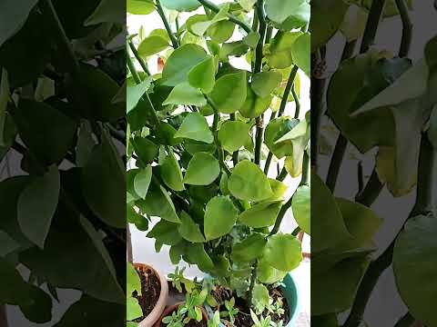 Naagdon(नागदोन) |Euphorbia tithymaloides