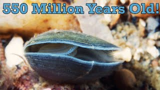 Brachiopods: They're Not Clams