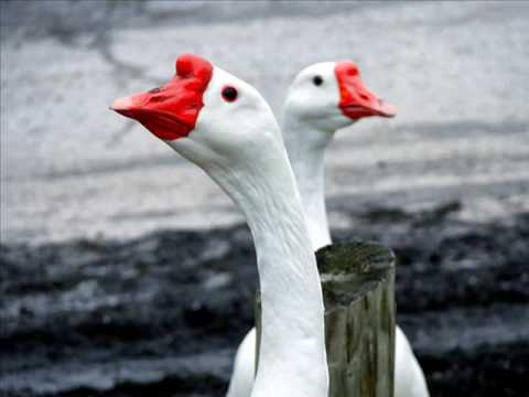 download lagu mp3 mp4 Ray Conniff Coros Y Orquesta, download lagu Ray Conniff Coros Y Orquesta gratis, unduh video klip Ray Conniff Coros Y Orquesta