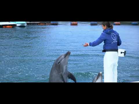 【公式】津久見市紹介動画