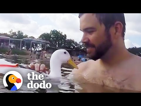 This Pet Duck Is Living His BEST Life