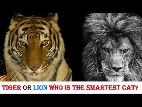 TIGER or LION Who is Really The Smartest Cats | Is Really Tigers Are The Intelligent Cats